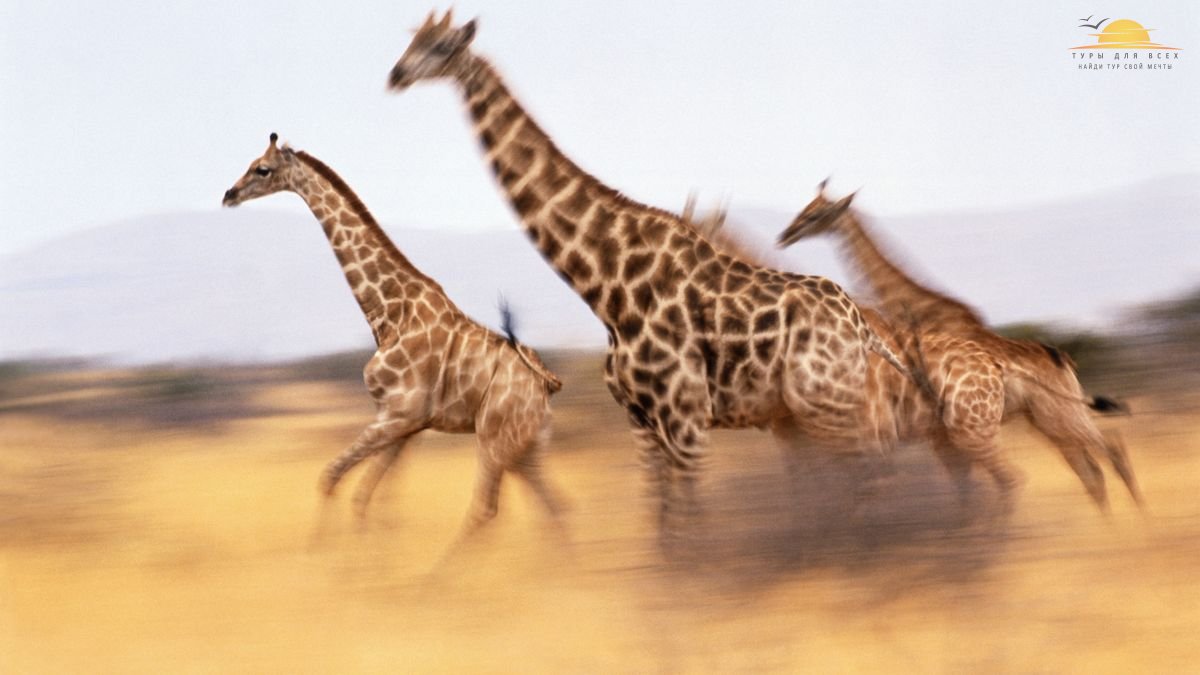 Жирафьи бега