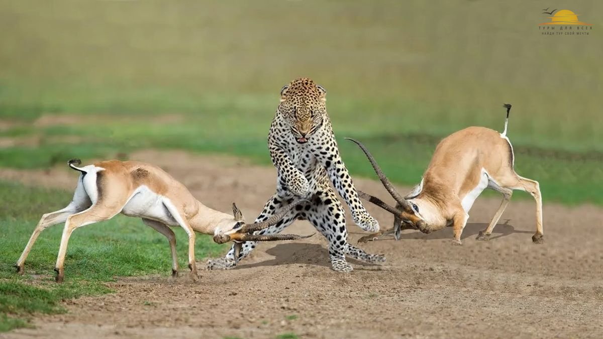 Погоня гепарда за антилопами. Или наоборот)