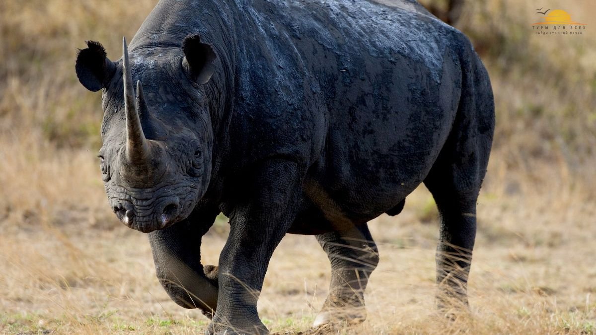 Черный носорог