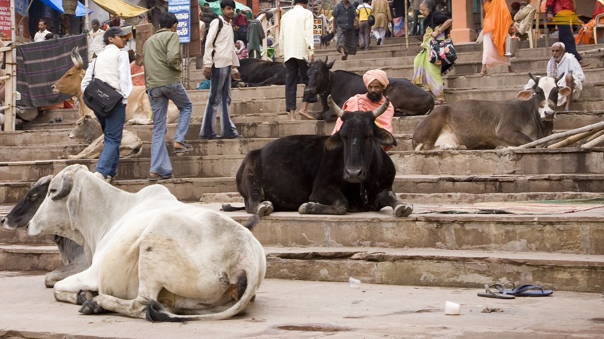 Коровы в Индии могут позволить себе все!