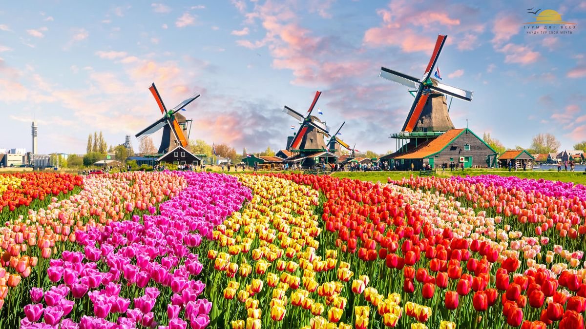 Нидерланды тюльпаны