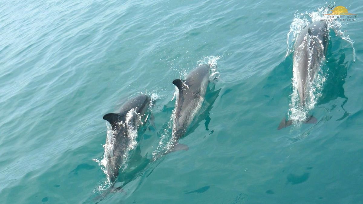 Пицундский дельфинарий